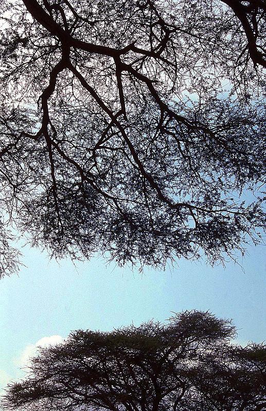 WT 1400 209-12 Kenya.jpg